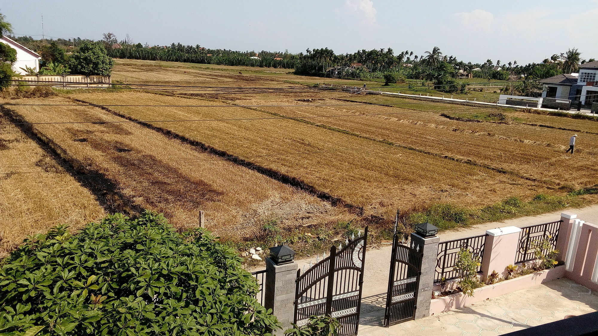 The Field Homestay Hoi An Eksteriør billede