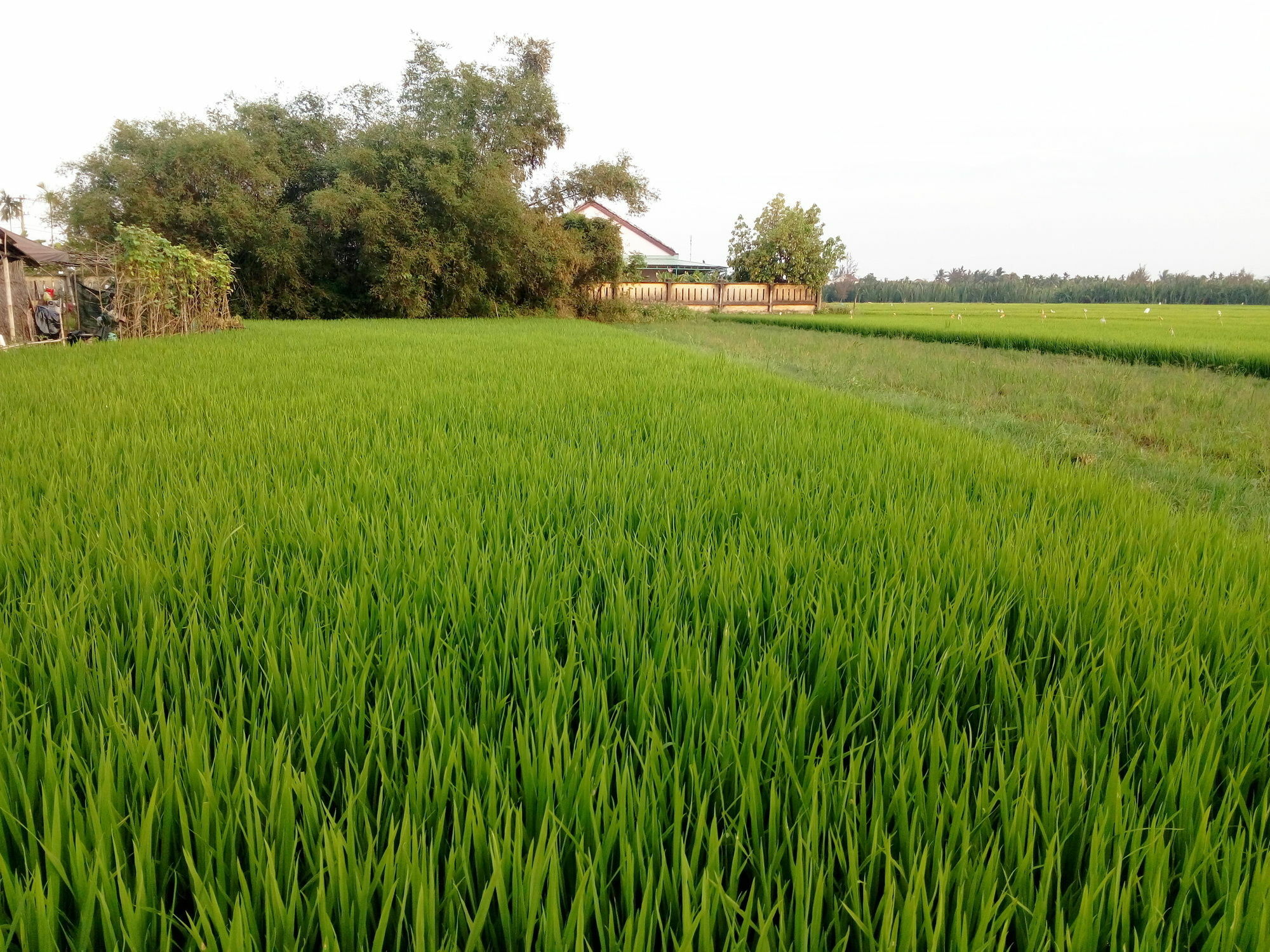 The Field Homestay Hoi An Eksteriør billede